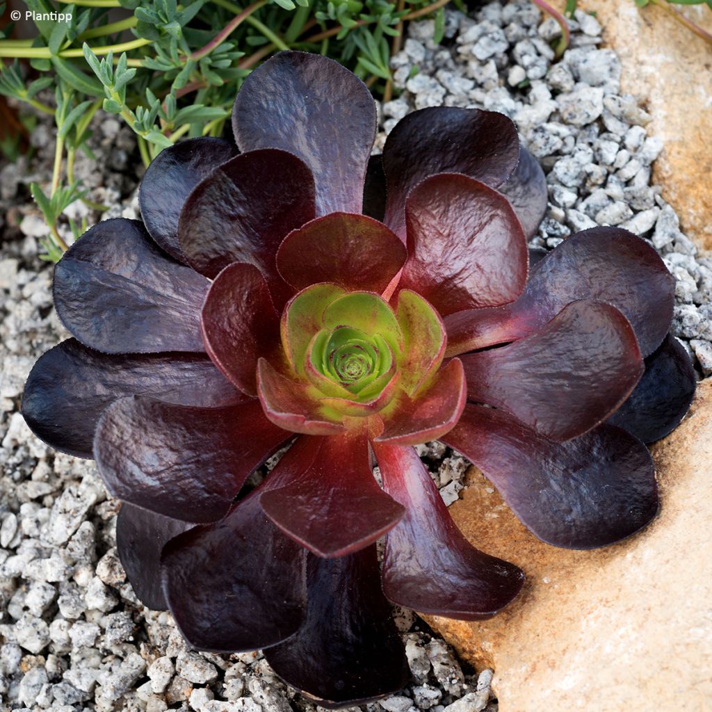 Semponium Destiny - Hybrid-Aeonium