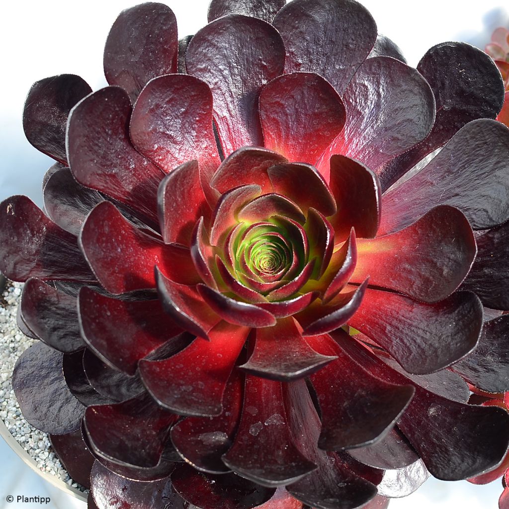 Semponium Destiny - Hybrid-Aeonium