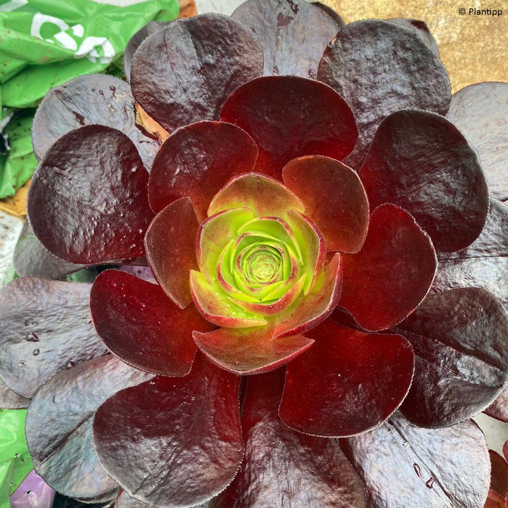 Semponium Destiny - Hybrid-Aeonium