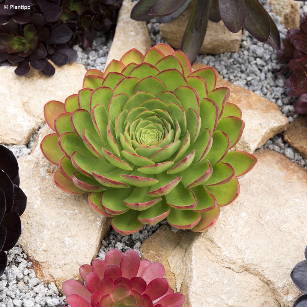 Semponium Diamond - Hybrid-Aeonium