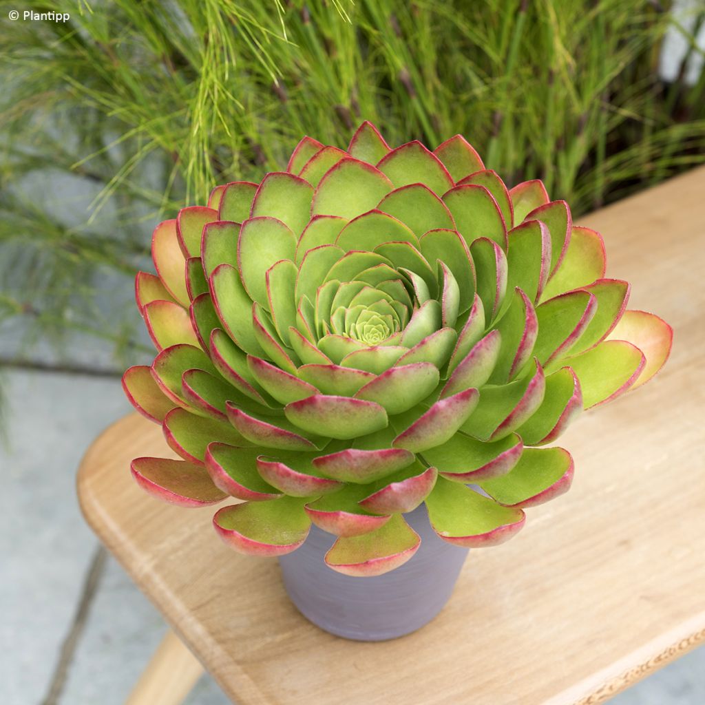 Semponium Diamond - Hybrid-Aeonium