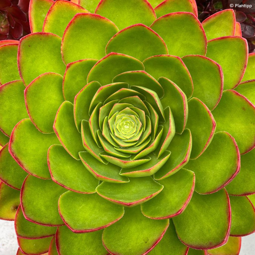 Semponium Diamond - Hybrid-Aeonium