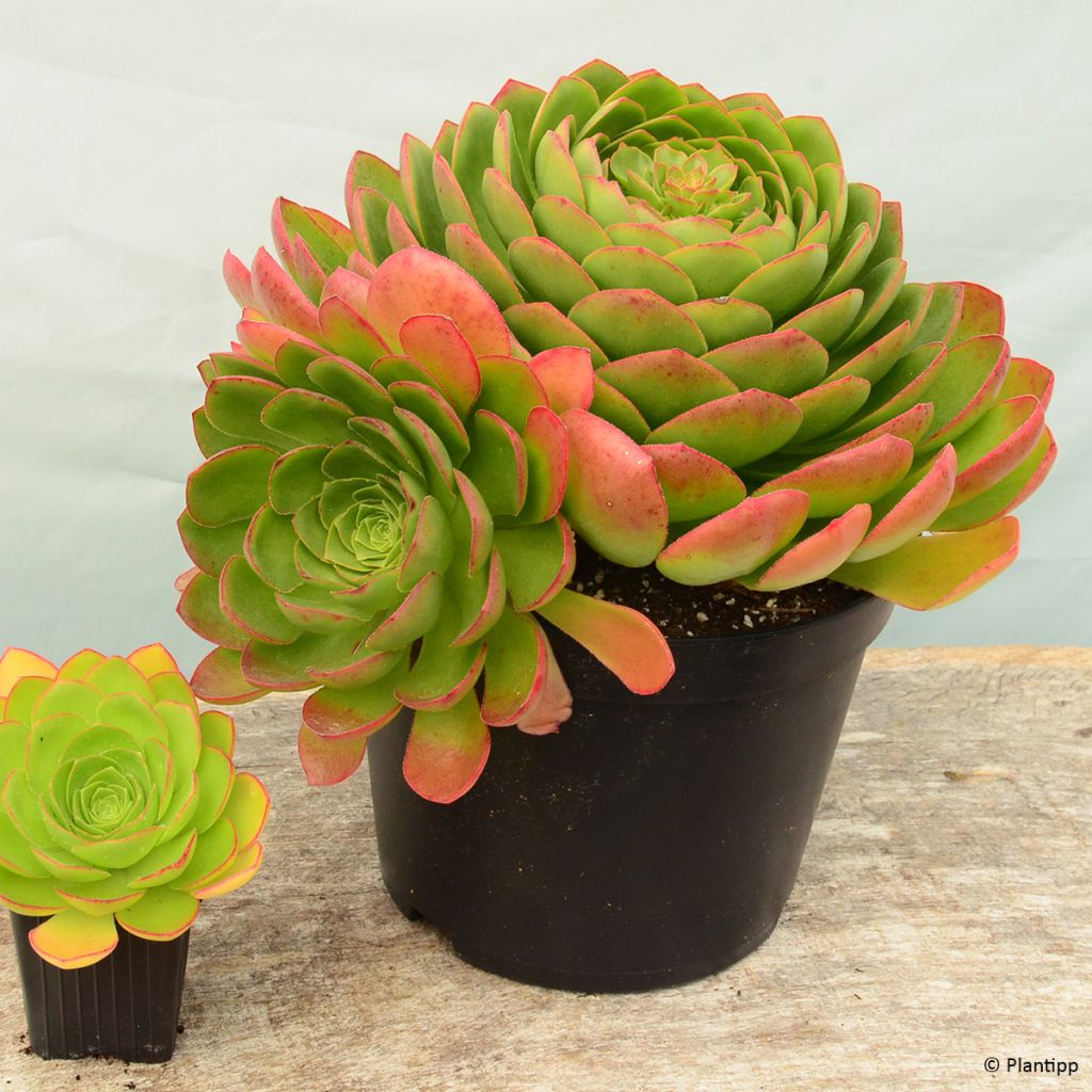 Semponium Diamond - Hybrid-Aeonium