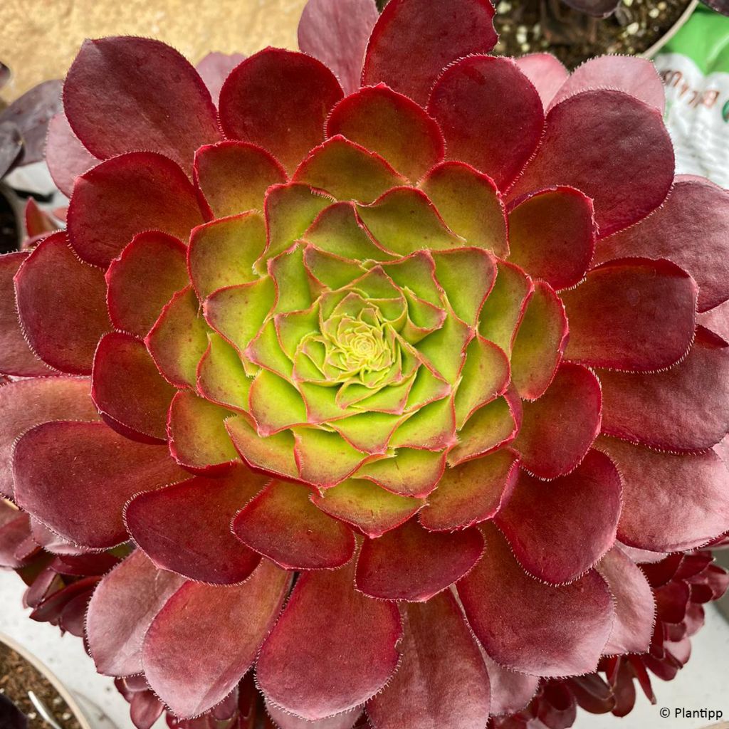 Semponium Sienna - Hybrid-Aeonium