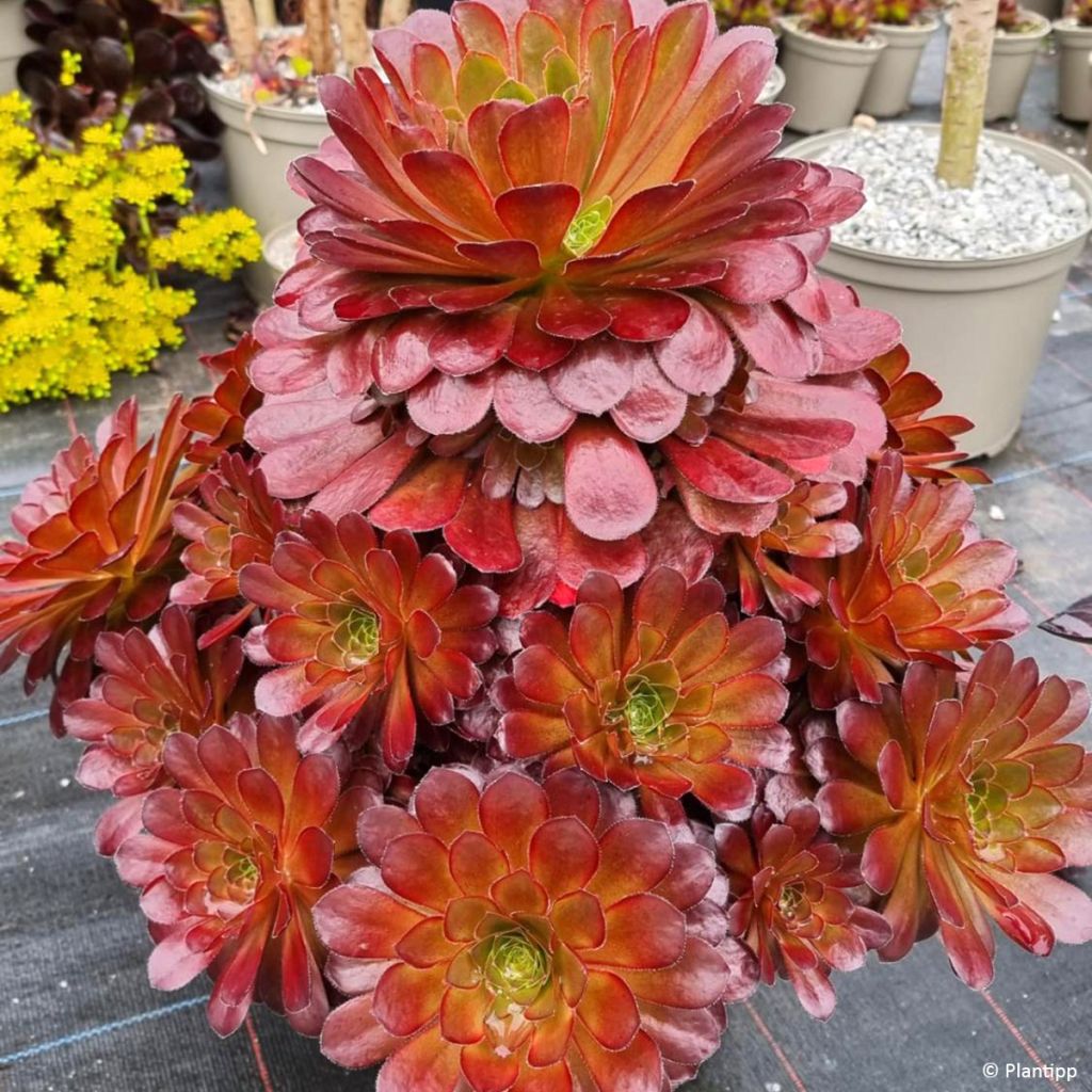 Semponium Sienna - Hybrid-Aeonium