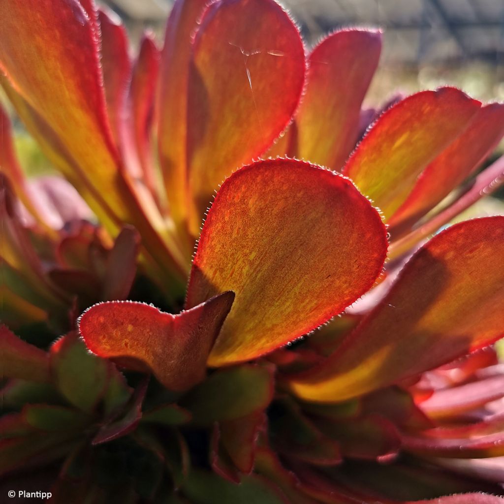 Semponium Sienna - Hybrid-Aeonium