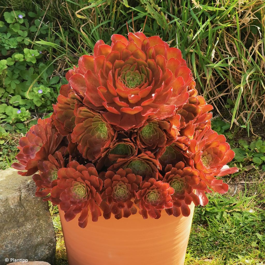 Semponium Sienna - Hybrid-Aeonium