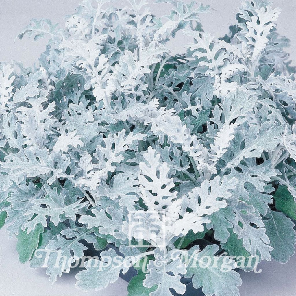 Graines de Cinéraire maritime Silver Dust - Senecio cineraria 