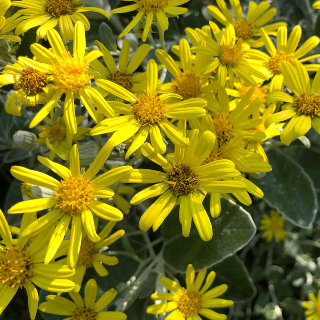 Senecio greyi Sunshine - Kreuzkraut