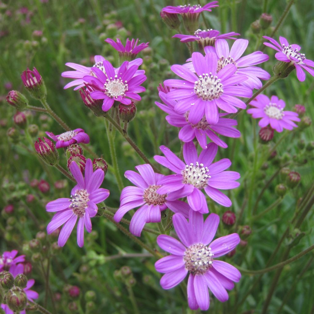 Senecio polyodon - Kreuzkraut