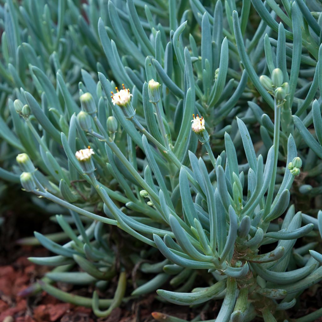 Senecio serpens Blue Chalk - Kreuzkraut