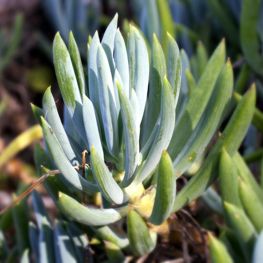 Senecio serpens Blue Chalk - Kreuzkraut