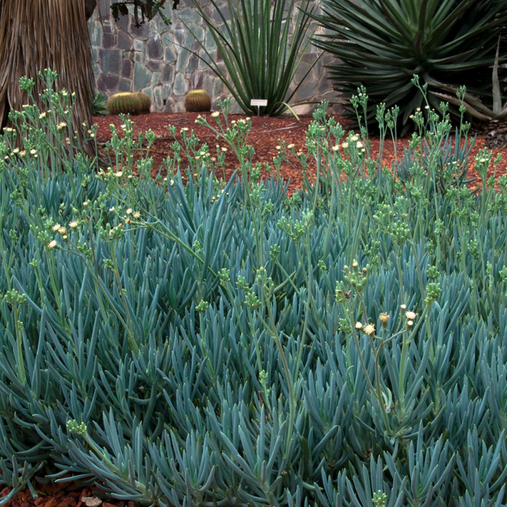 Senecio serpens Blue Chalk - Kreuzkraut