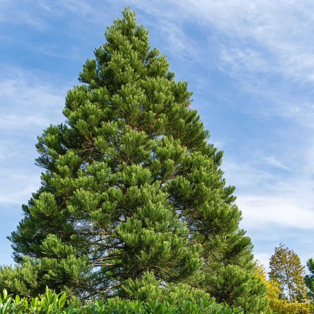 Sequoiadendron giganteum Greenpeace - Bergmammutbaum