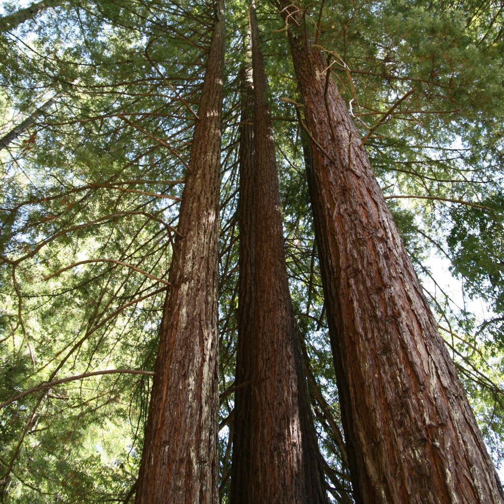 Sequoia sempervirens - Küstenmammutbaum