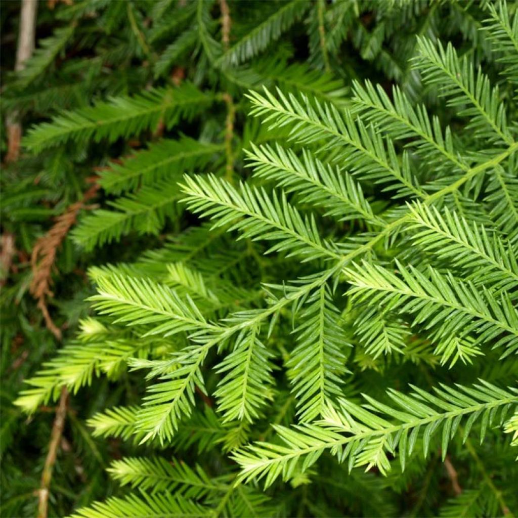 Sequoia sempervirens - Küstenmammutbaum