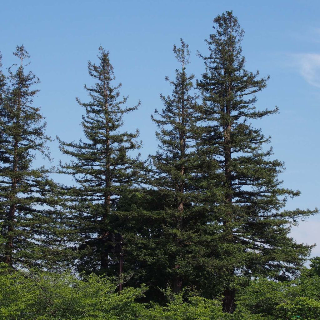 Sequoia sempervirens - Küstenmammutbaum