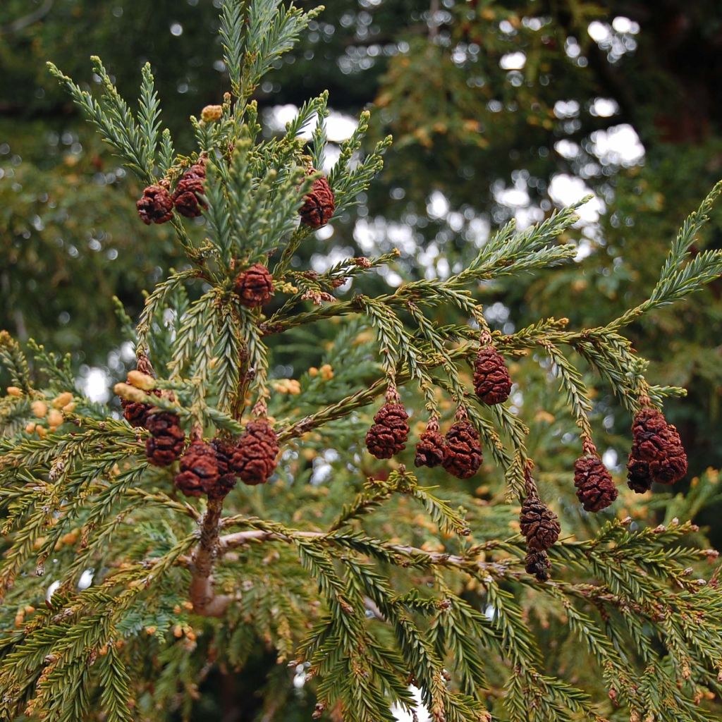 Sequoia sempervirens - Küstenmammutbaum