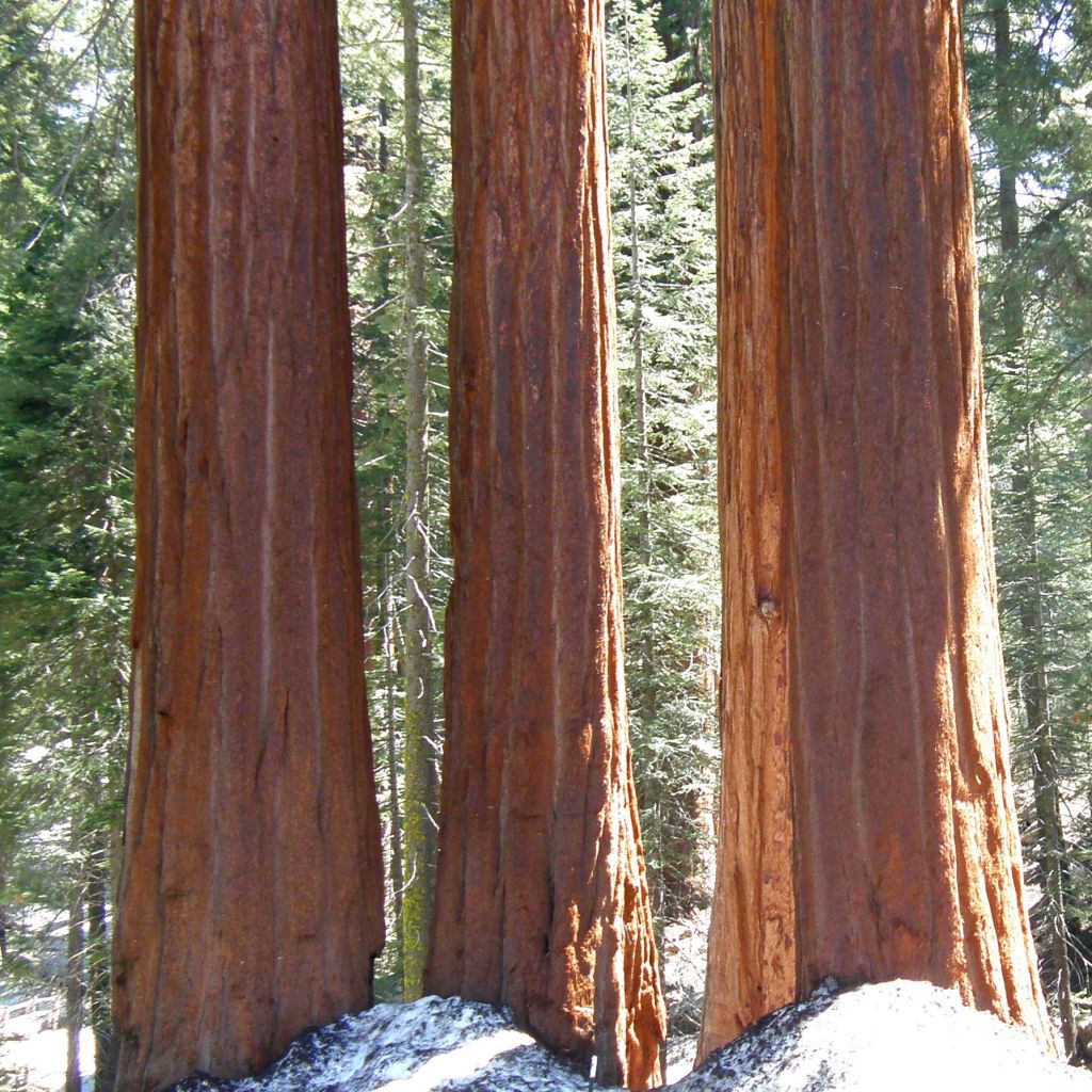 Sequoiadendron giganteum - Séquoia géant 