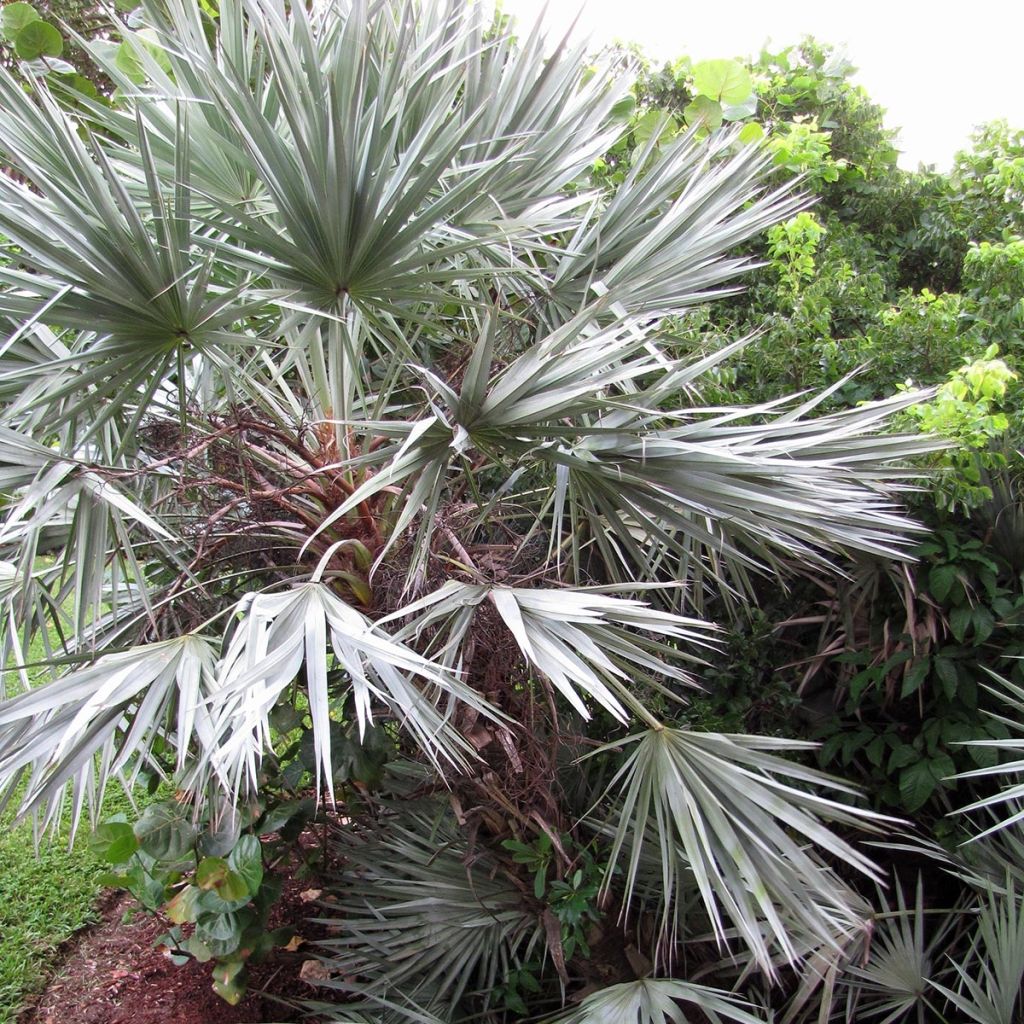 Serenoa repens Silver - Sabal