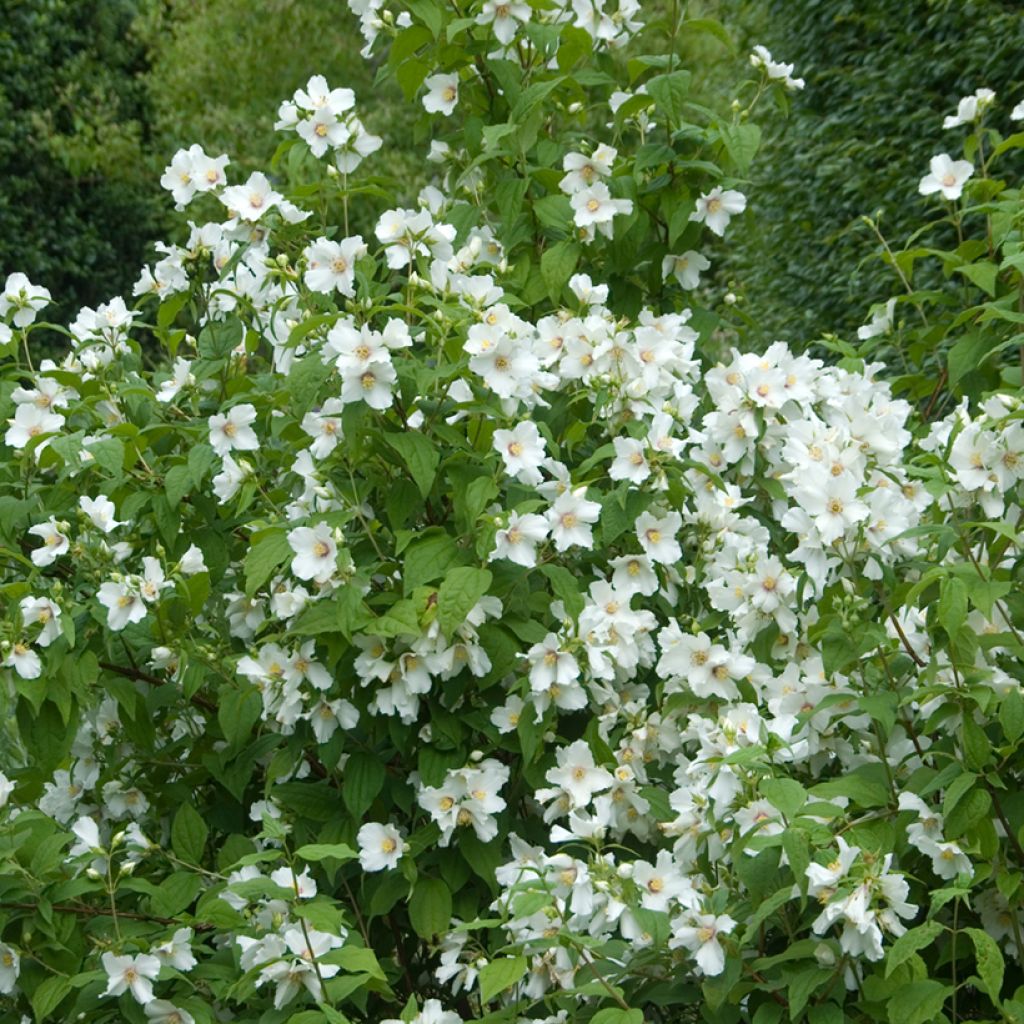 Pfeifenstrauch Beauclerk - Philadelphus