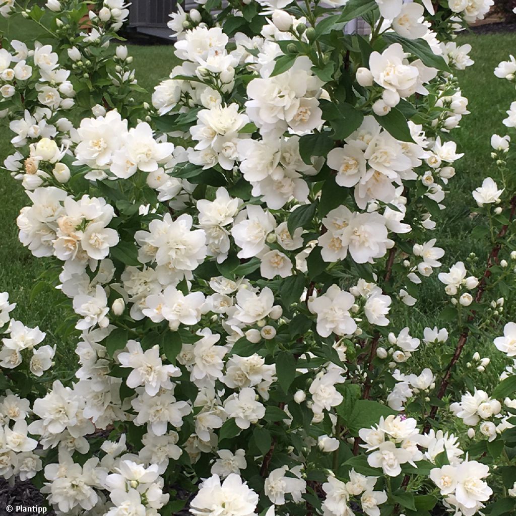 Seringat - Philadelphus Pearls of Perfume