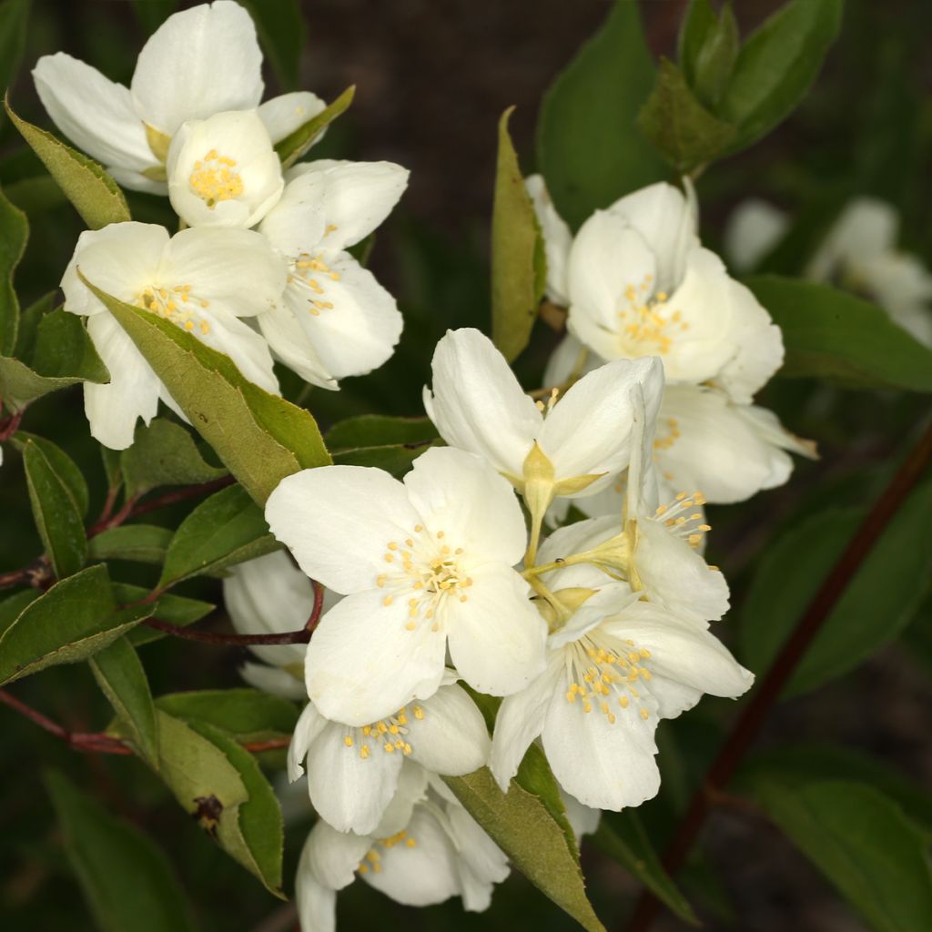 Pekinger Pfeifenstrauch - Philadelphus pekinensis