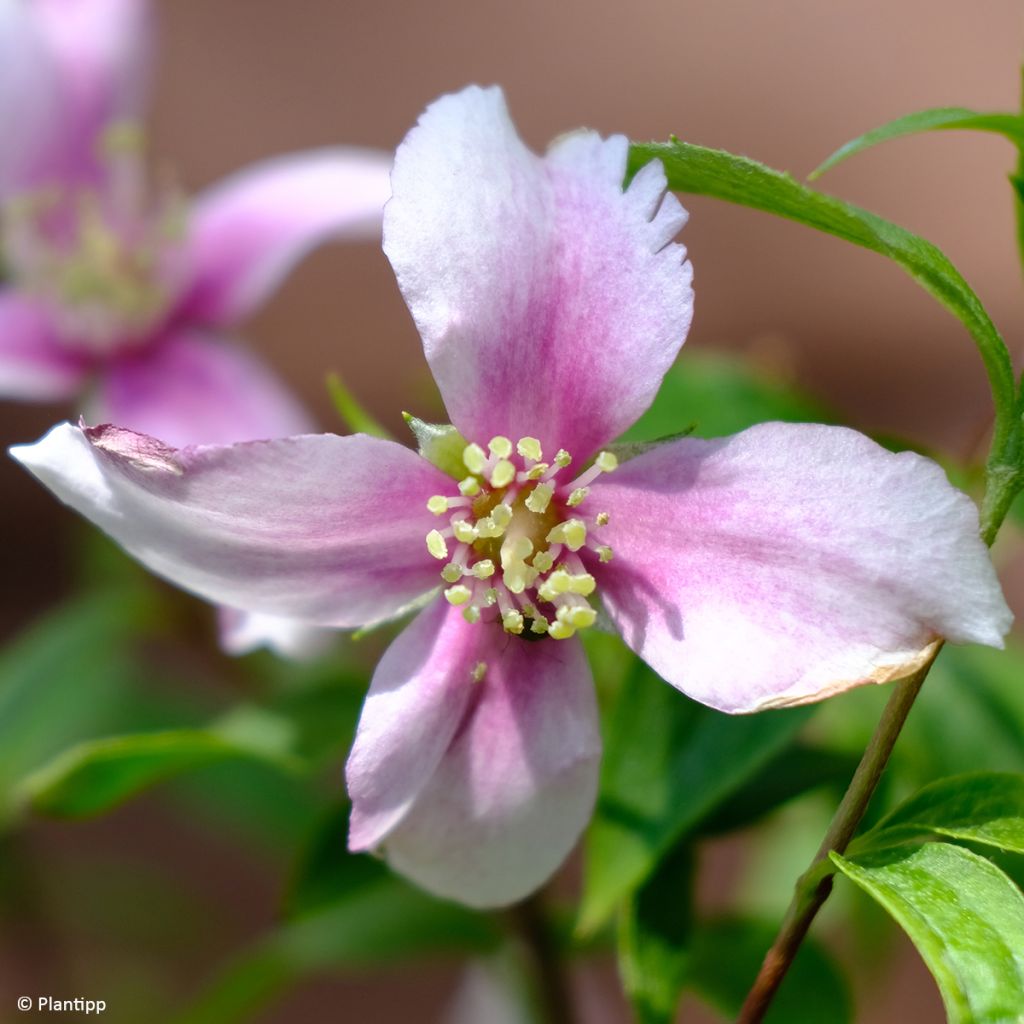 Pfeifenstrauch Petite Perfume Pink - Philadelphus