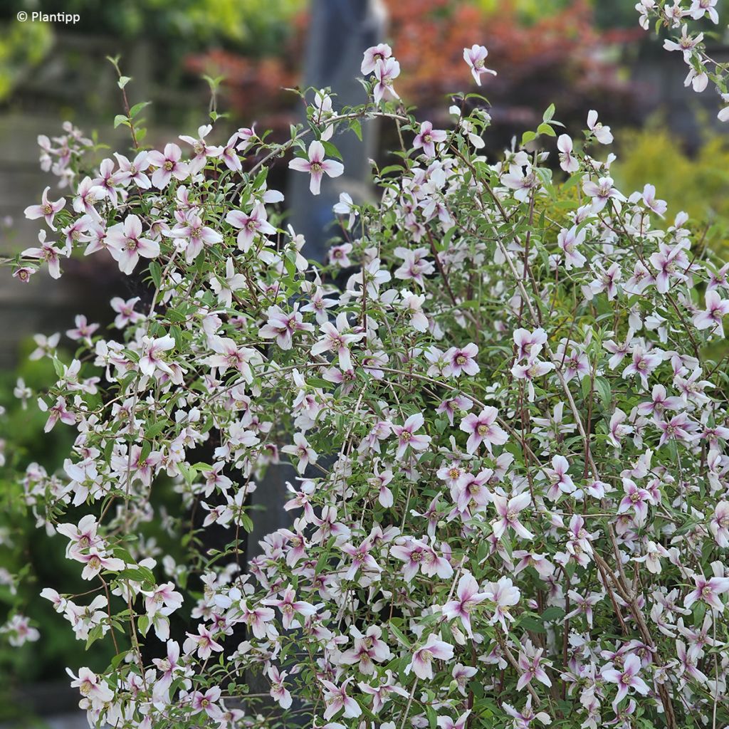 Pfeifenstrauch Petite Perfume Pink - Philadelphus