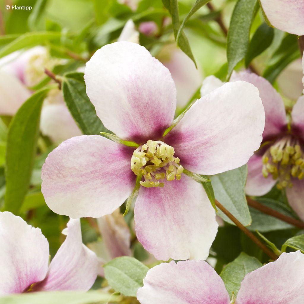 Pfeifenstrauch Petite Perfume Pink - Philadelphus