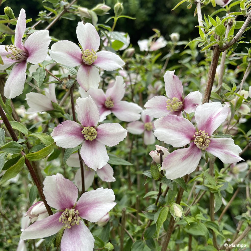 Pfeifenstrauch Petite Perfume Pink - Philadelphus