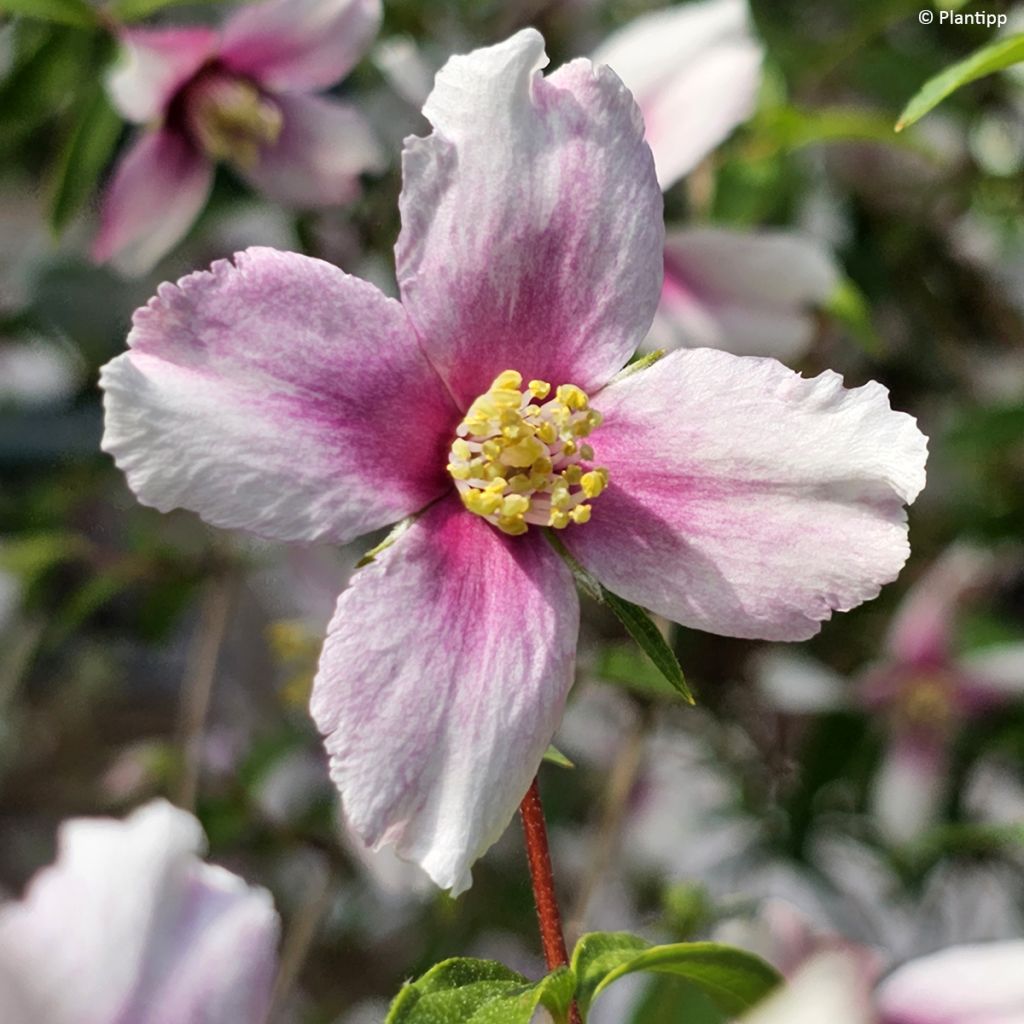 Pfeifenstrauch Petite Perfume Pink - Philadelphus