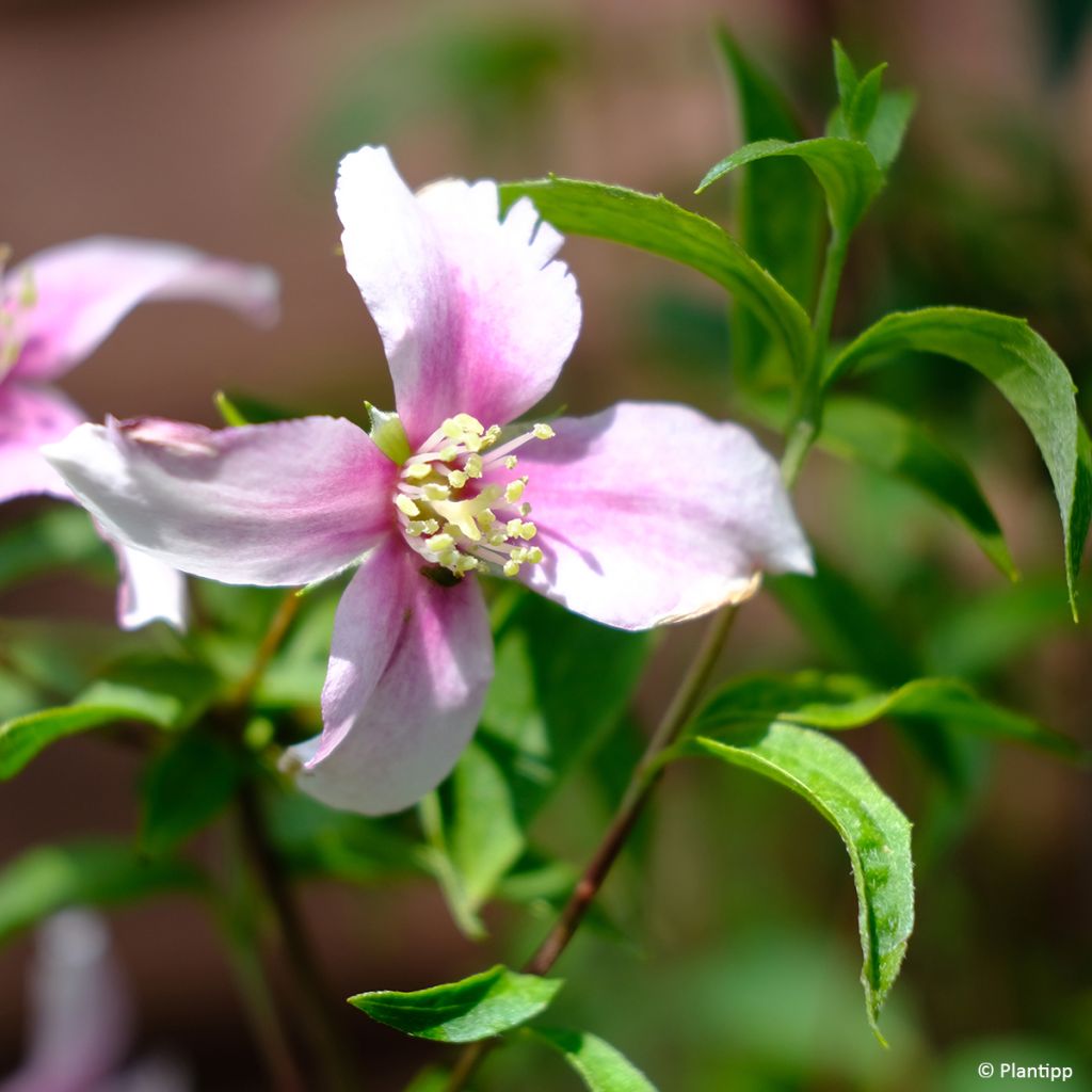 Pfeifenstrauch Petite Perfume Pink - Philadelphus