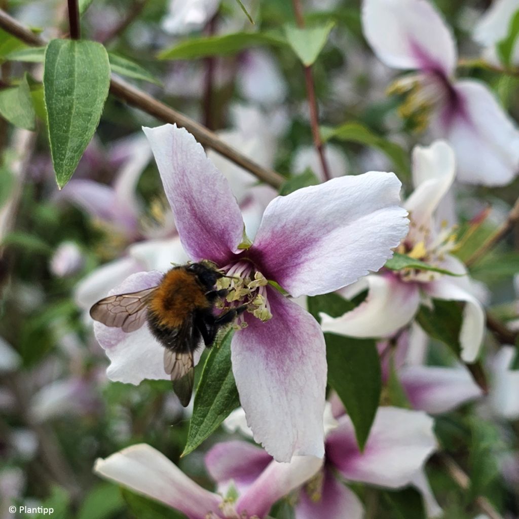 Pfeifenstrauch Petite Perfume Pink - Philadelphus