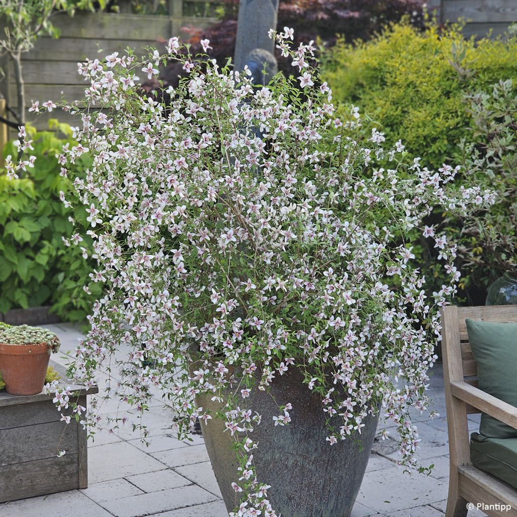 Pfeifenstrauch Petite Perfume Pink - Philadelphus