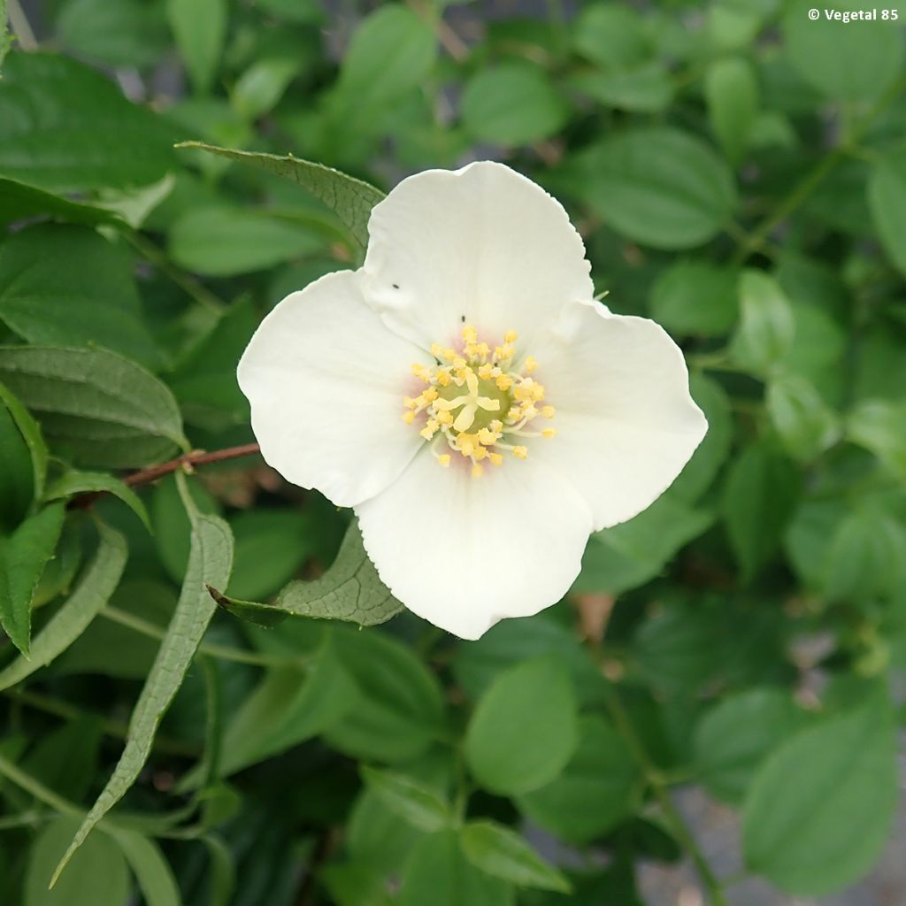 Mexikanischer Pfeifenstrauch - Philadelphus mexicanus