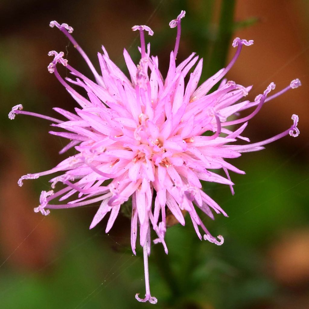 Serratula tinctoria ssp seoanei - Färber-Scharte