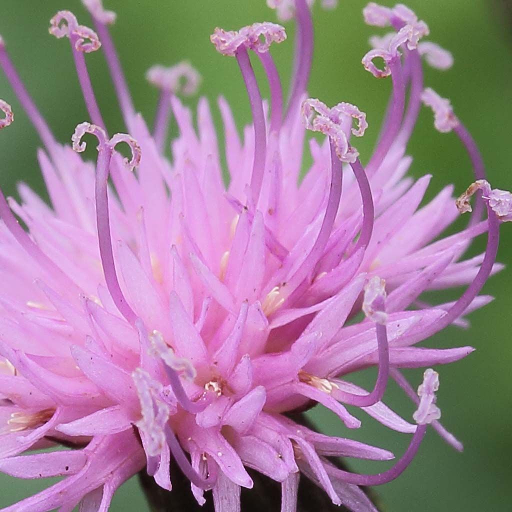 Serratula tinctoria ssp seoanei - Färber-Scharte