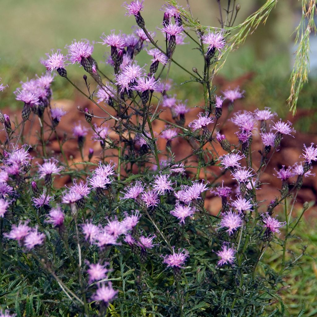 Serratula tinctoria ssp seoanei - Färber-Scharte