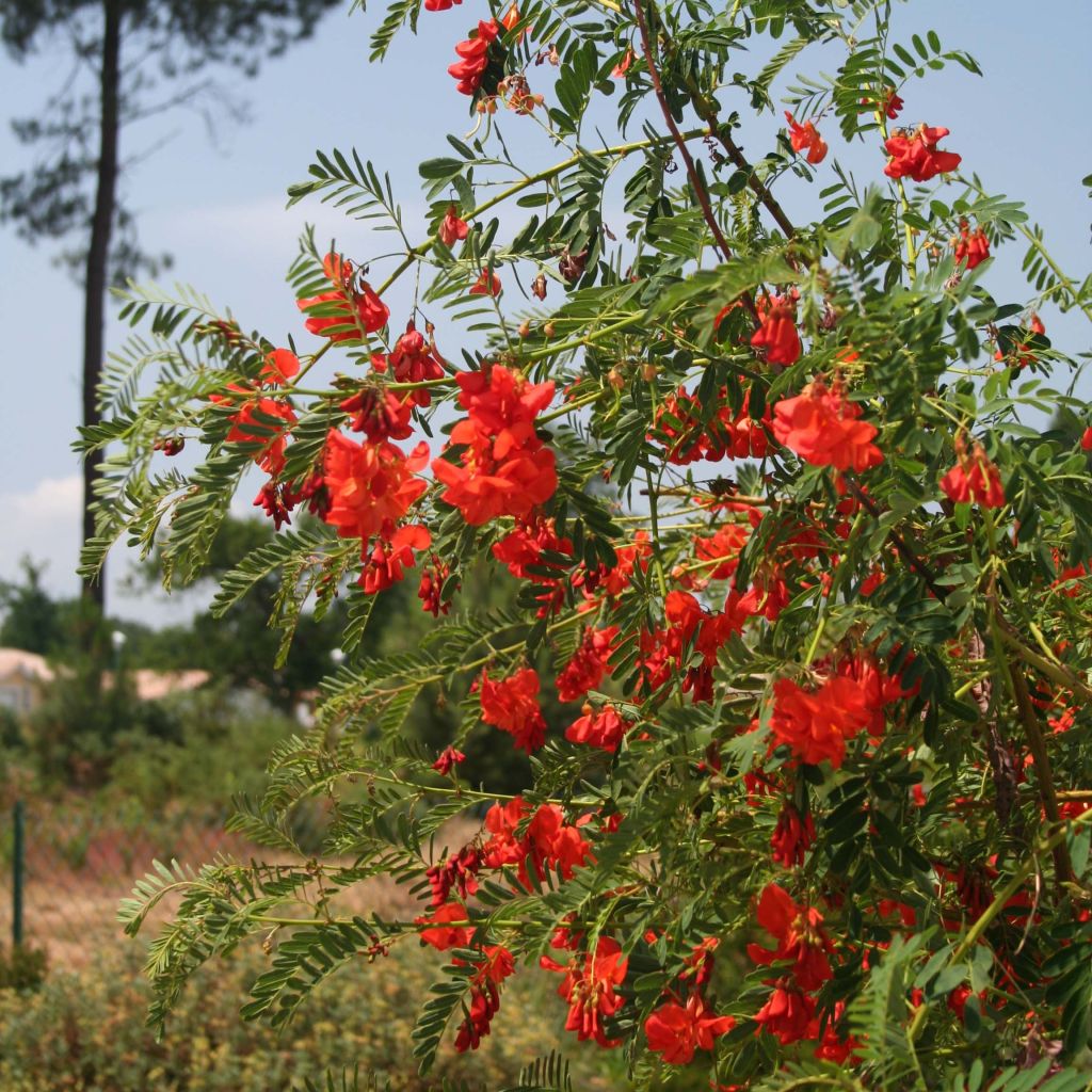 Sesbania punicea - Sesbanie