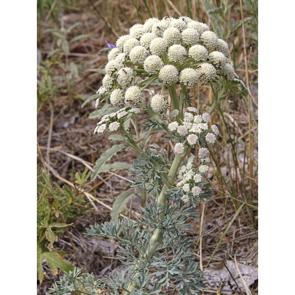 Seseli gummiferum - Grauer Bergfenchel