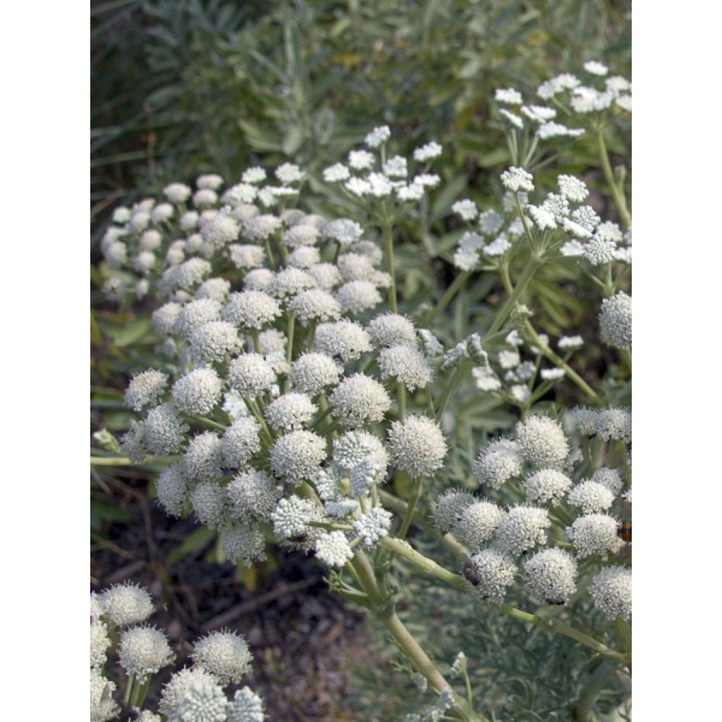 Seseli gummiferum - Grauer Bergfenchel