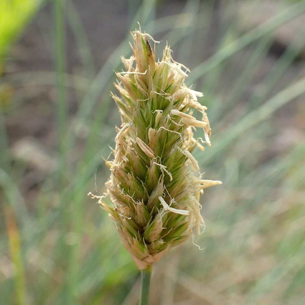 Sesleria argentea - Seslérie argentée