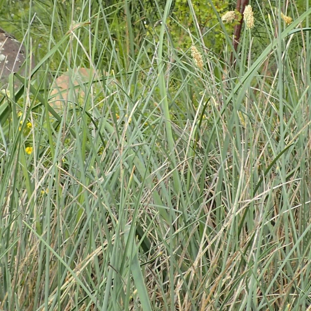 Sesleria argentea - Seslérie argentée