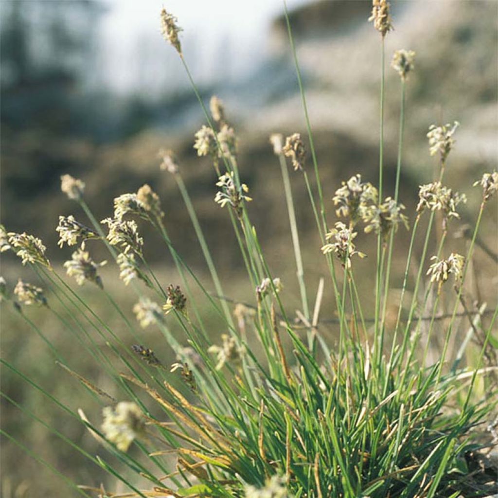 Sesleria caerulea - Moor-Blaugras