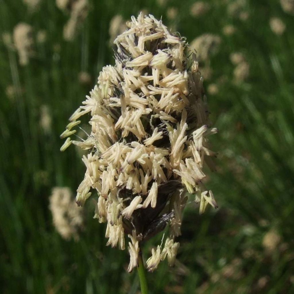 Sesleria heufleriana - Seslerie