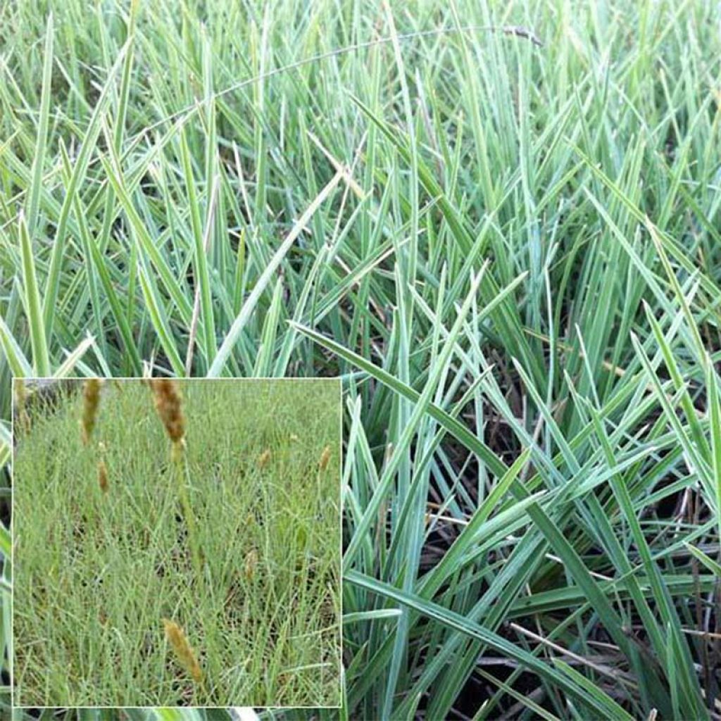 Sesleria nitida - Nest-Blaugras