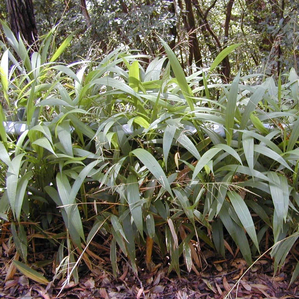 Setaria palmifolia - Palmen-Gras