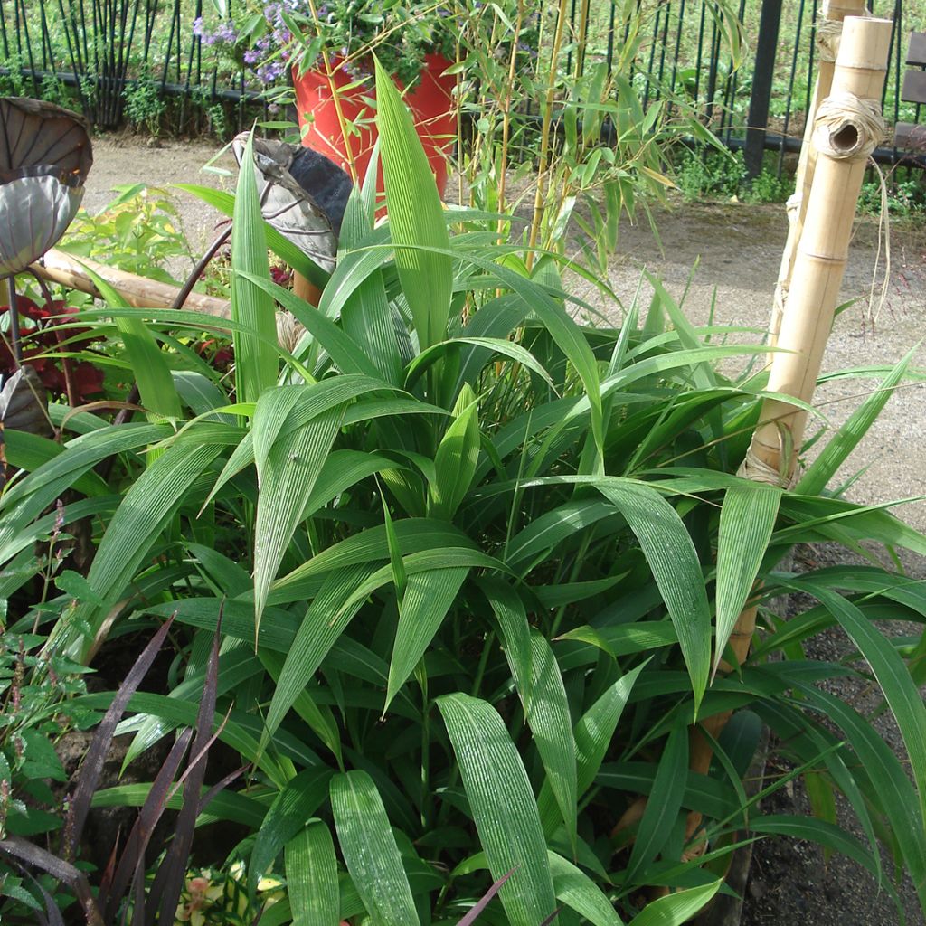 Setaria palmifolia - Palmen-Gras