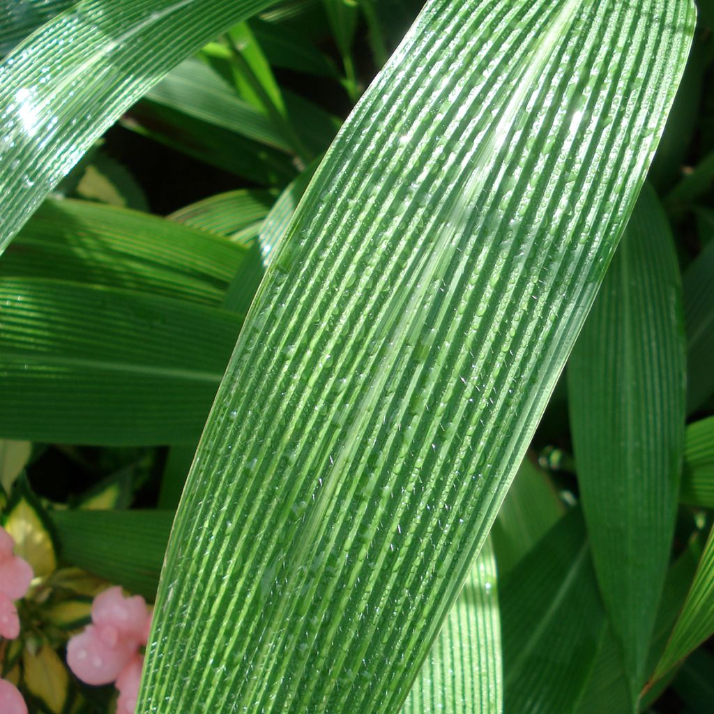 Setaria palmifolia - Palmen-Gras